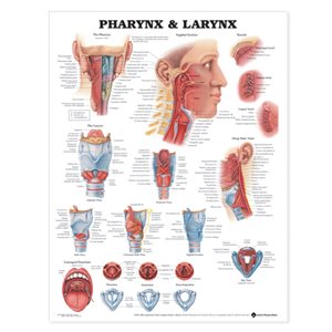 Pharynx & Larynx, flexible laminated poster (20x24)