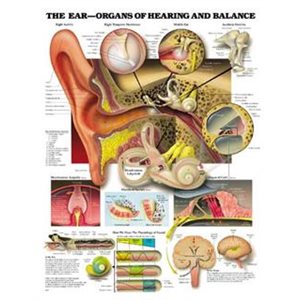 The Ear-Organs of Hearing & Balance, flexible laminated poster (20x26)