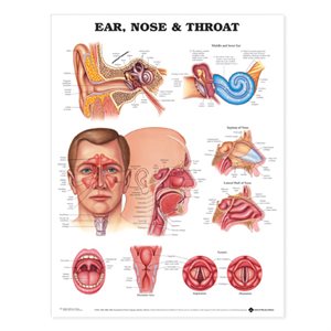 Ear, Nose & Throat, flexible laminated poster (20x26)