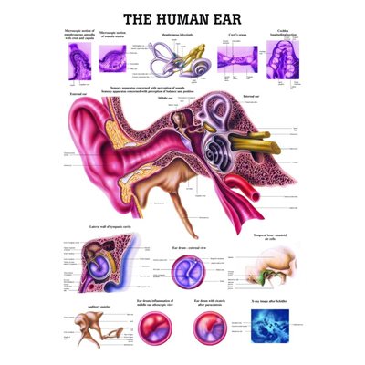 The Human Ear, flexible laminated poster (27.55x39.37)