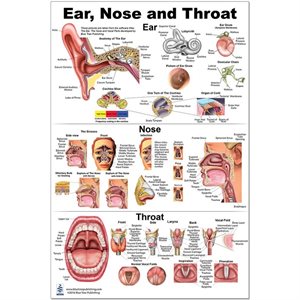 Blue Tree Ear Nose Throat LP Poster (24"W x 36"H)