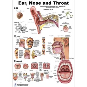 Blue Tree Ear Nose Throat P Poster (12"W x 17"H)