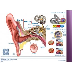 Blue Tree Tablet - Ear & Audiogram of Everyday Sounds (50 sheets per tablet)