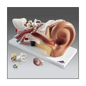 Four Part Ear Model